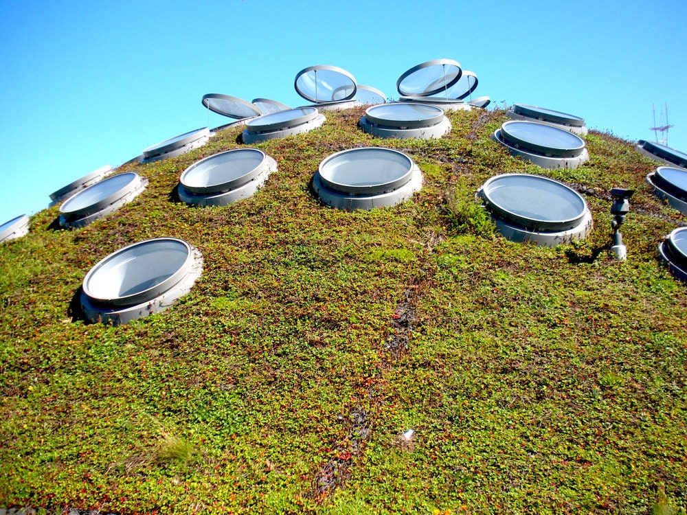 Landscape photography, grass, rooftop, San Francisco - The Green Roof 8x10 Fine Art Photograph