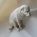 Denver the Guilty Dog Sculpture, Yellow Lab, Miniature Porcelain "Co-meme-orative" Animal Celebrity Portrait