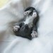 Surprised Kitty "Co-meme-orative" miniature in glazed porcelain, Celebrity Animal II