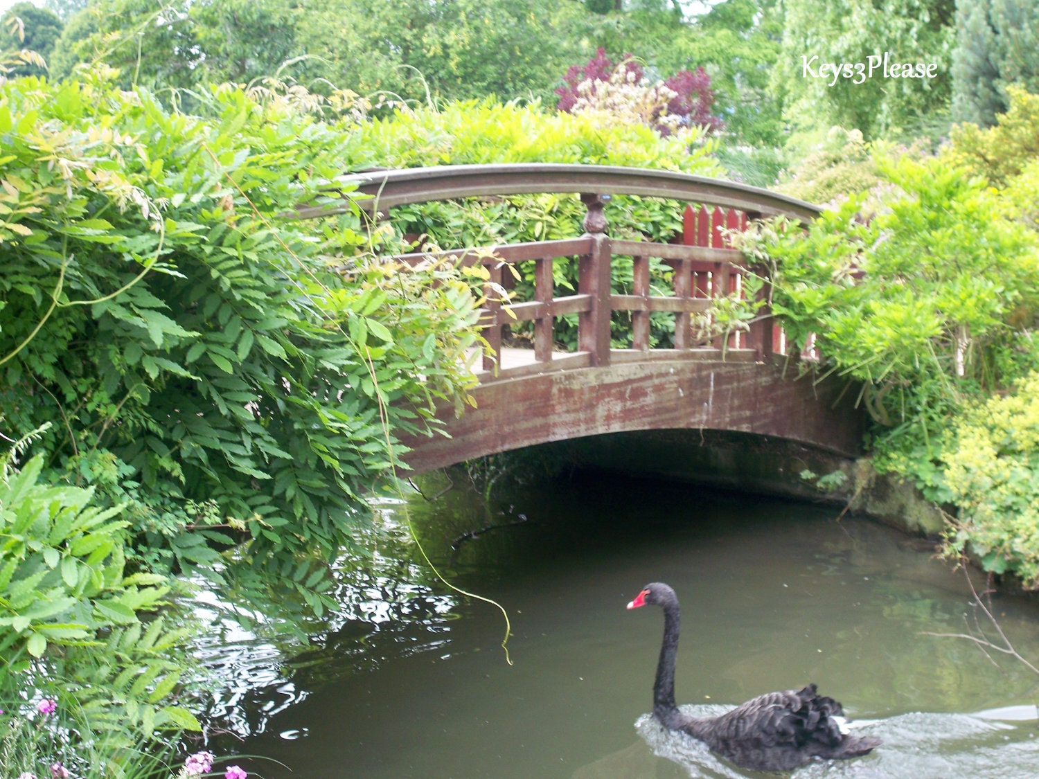 secret garden, london, postcard, black swan