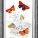 Amazing Butterflies, vintage illustration printed on Parchment paper. Buy 3 and get 1 FREE