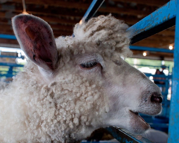 Sheep photo, farm photo, animal photo, summer fair - 8x10 fine art photograph
