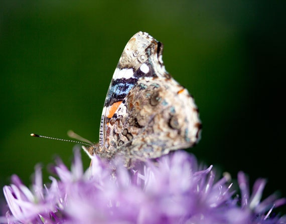 Butterfly photo, Flower photography, nature, spring - Flutter  - 8x10 fine art photograph