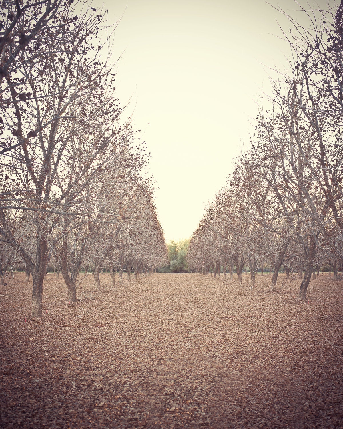 nature photography 16 x 20 fine art photograph w/ FREE 8x10 & FREE shipping pecan groves, nature affordable art pink, gold, chocolate brown