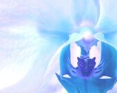 Blue Flower Photography - Electric Orchid - 8x10 Fine Art Photograph - Original Large Print Macro Poster Modern Purple Violet Tropical