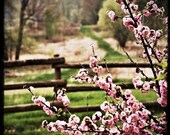 Flowering Tree Photography TTV - 10x10 Original Fine Art Photograph Fence Flower Pink Green Square Metallic Rustic Feminine Romantic