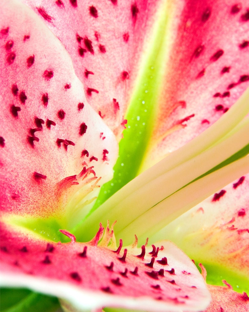 Stargazer Lily Flower Photography - Hot Pink Macro Photograph - Original Signed Fine Art Print - Bright and Energizing Close Up Petals