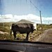 ROADBLOCK. Fine Art Photograph. Ireland. 8 x 10