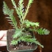 Fast growing baby redwood tree in 4 inch pot