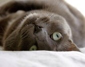 Gray Cat Photo Blank Card - ammfoto