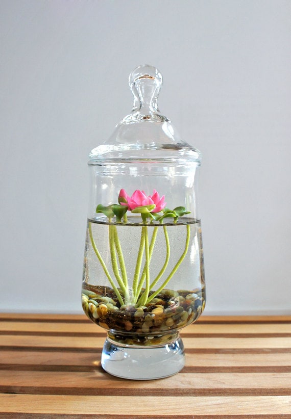 RESERVED - Miniature Pink Lotus Water Lily Terrarium in Repurposed Glass Vase