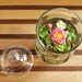 RESERVED - Miniature Pink Lotus Water Lily Terrarium in Repurposed Glass Vase