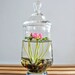 RESERVED - Miniature Pink Lotus Water Lily Terrarium in Repurposed Glass Vase