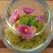 SALE - Tiny Purple Daisy Woodland Terrarium in Repurposed Vase