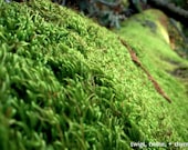 8x10 photograph: Moss Covered Tree. Rustic, nature, woodland, forest, spring, verdant, chartreuse, green, California, detail