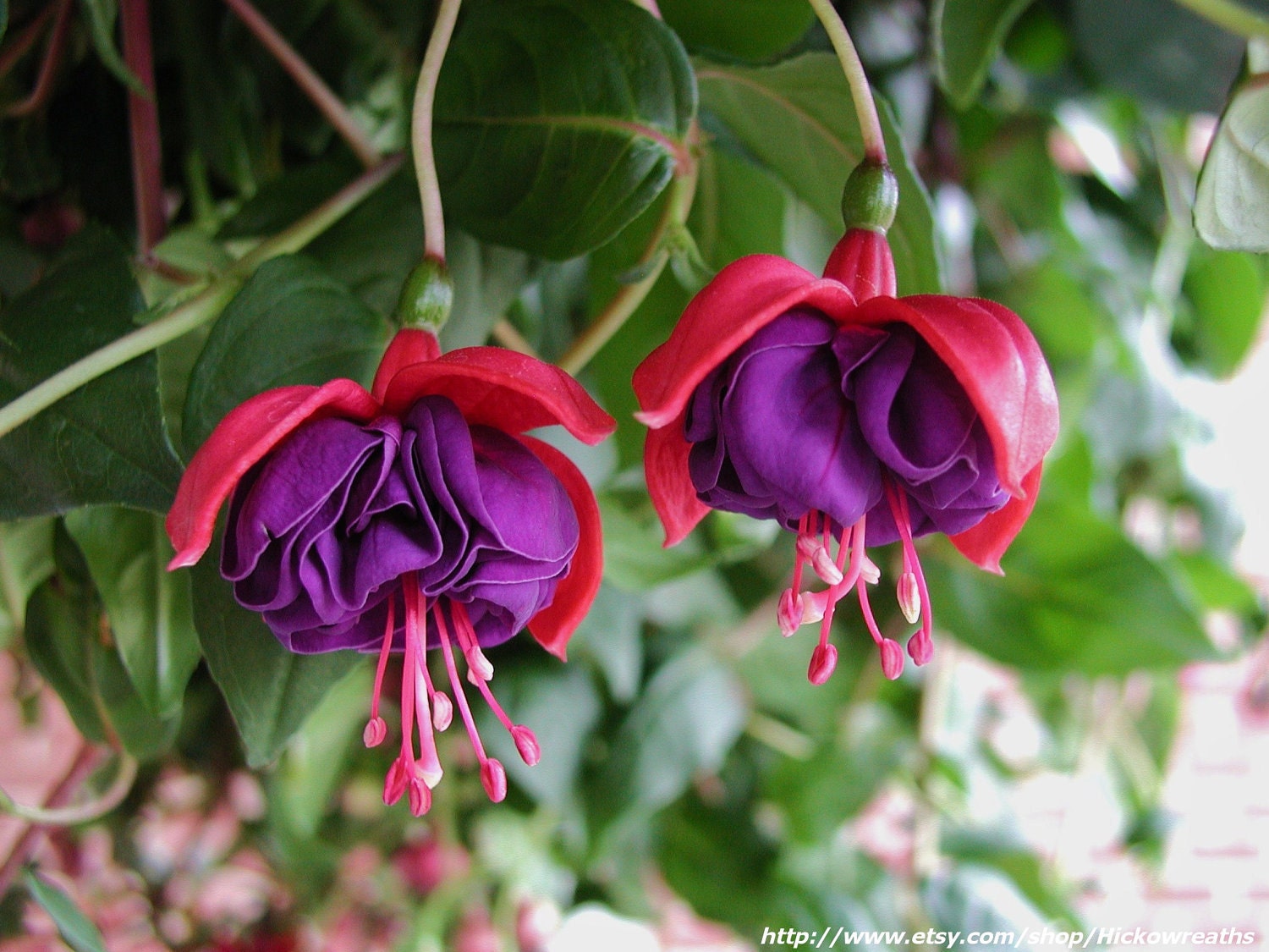 Fuchsia Flower Dancing Ladies Morning Fine Art Print 8" x 10"