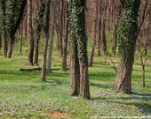 Enchanted Forest Woodland Fine Art Print 8" x 10"