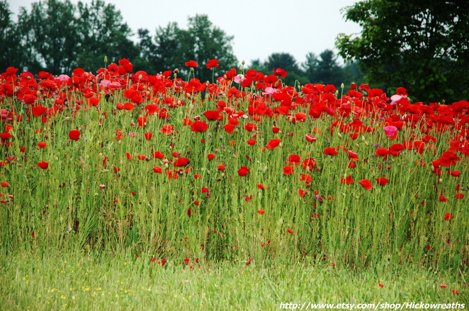 Carolina Poppy Field Fine Art Print 8" x 10"