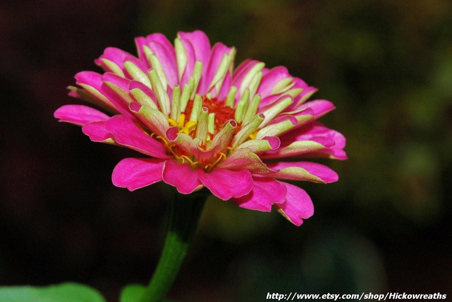 Bold Pink Zinnia Fine Art Print 8" x 10"