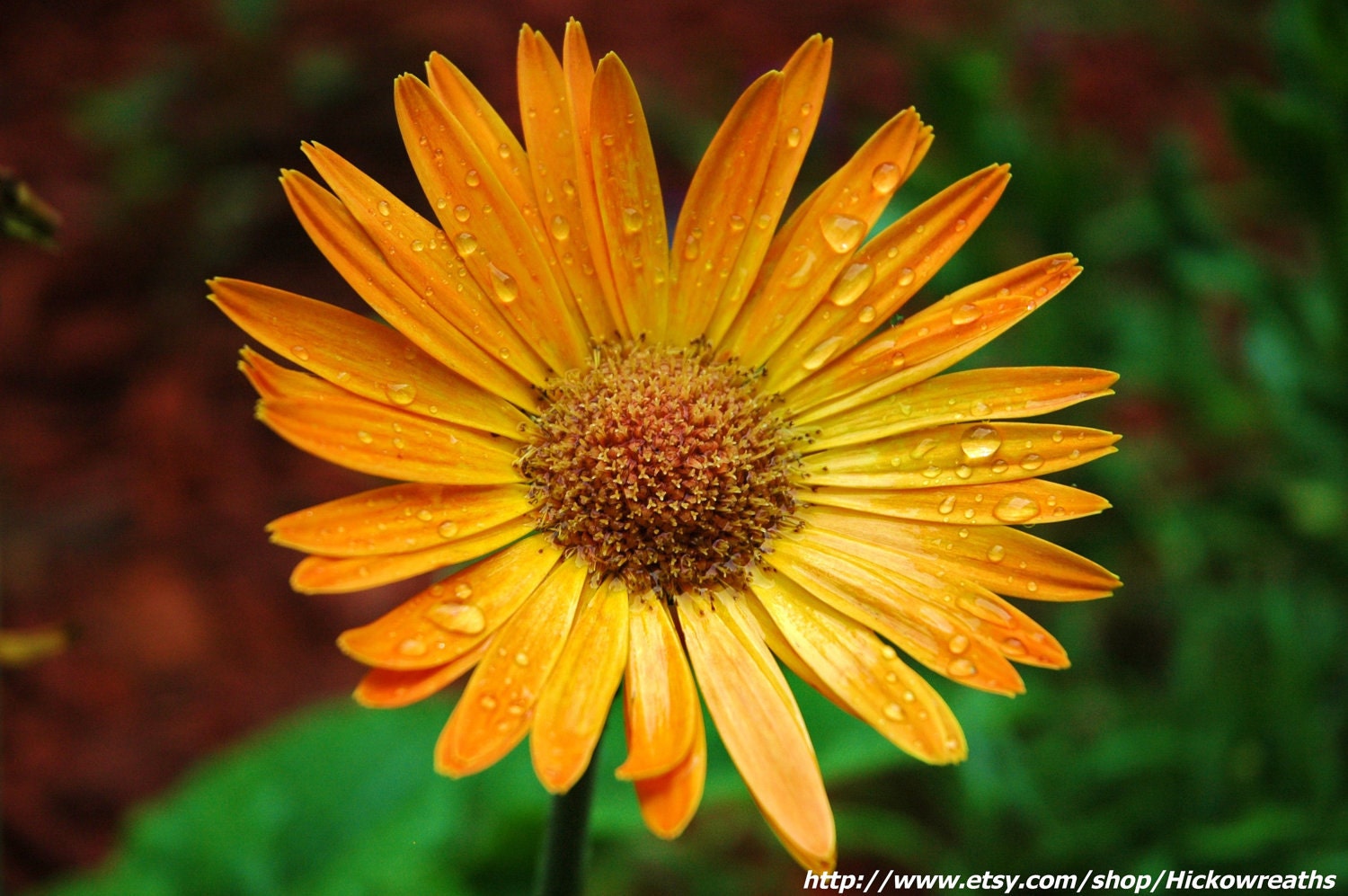 Proud Orange Zinnia Fine Art Print 8" x 10"