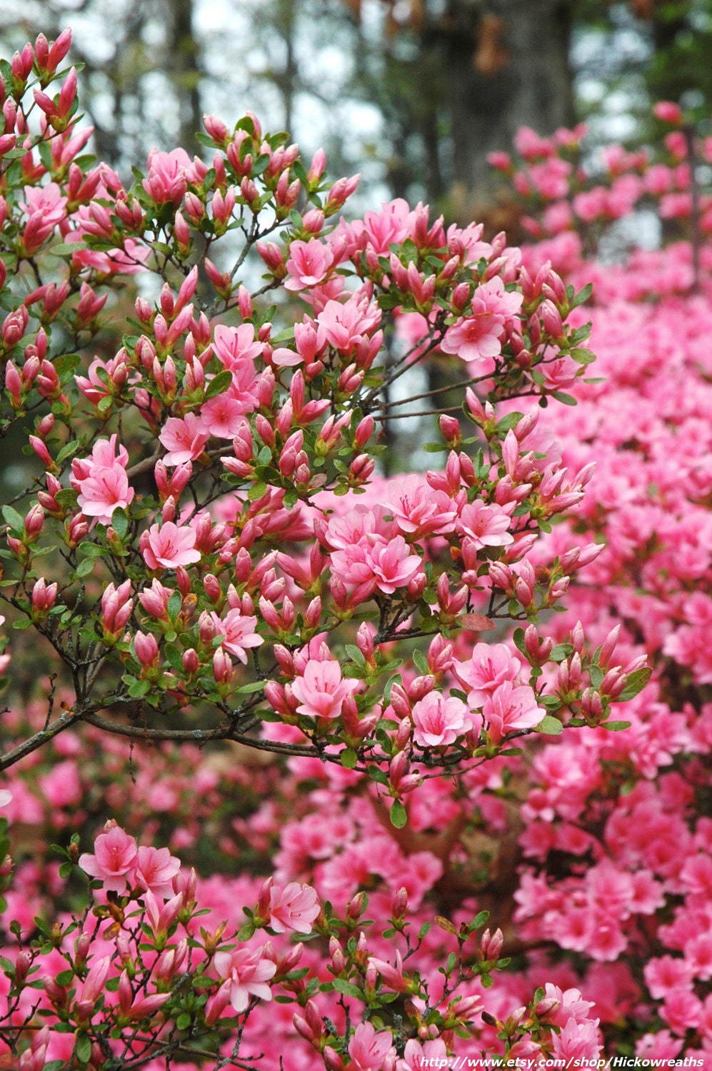 Carolina Pink Azaleas in Spring Fine Art Print 8" x 10"