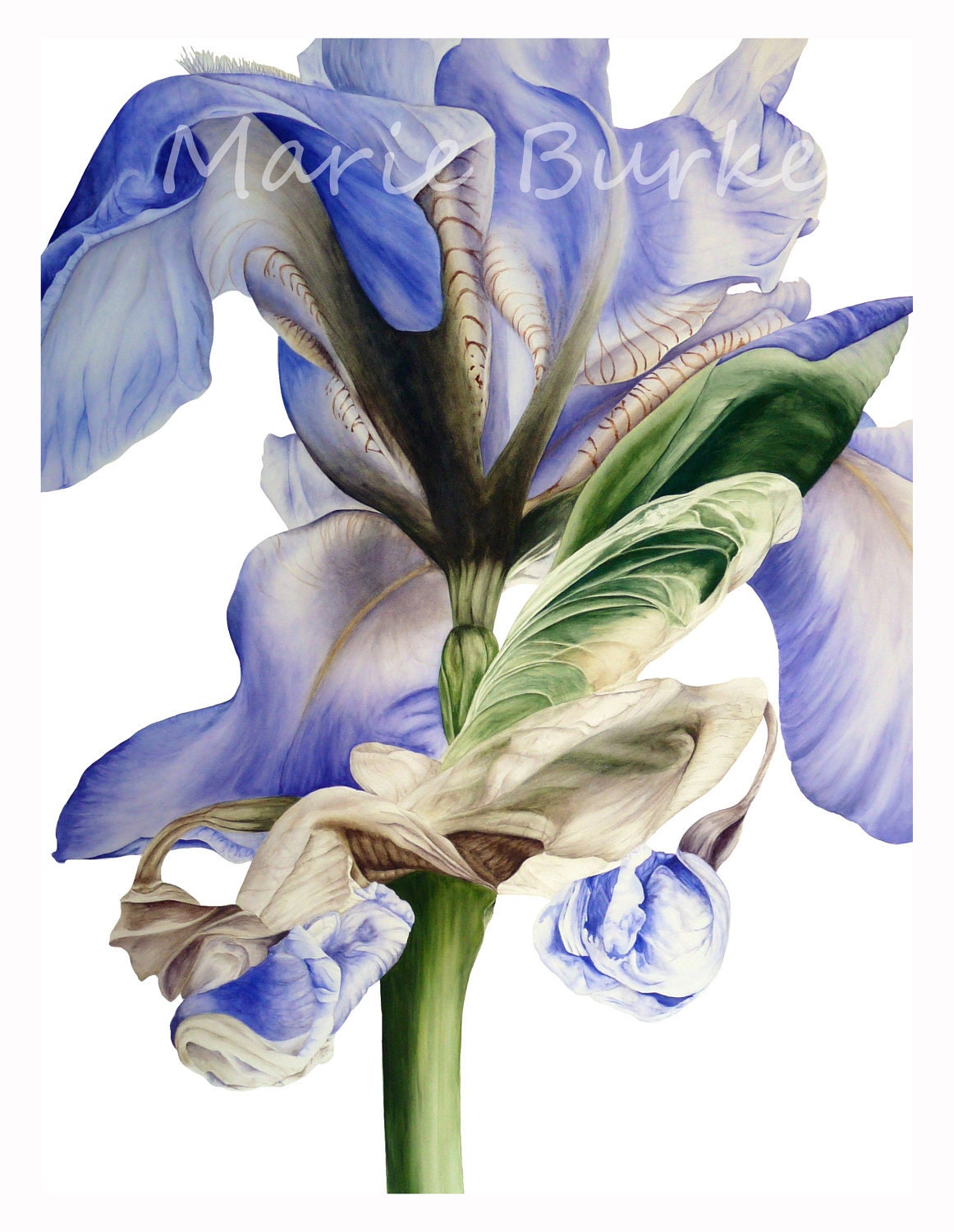 Blue Iris II - fine art botanical print - marieburke1