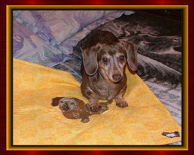 Dachsies With Moxie Tapestries, Quilts and More- Custom Pet Portraits made to order, one of a kind treasures of your beloved family pet.