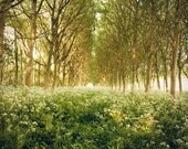 Large Wall Art-Enchanted Forest Wall Art-Tree Photograph of Texel Island, Netherlands-Field of Flowers-Nature Photography-Home Decor-16x20