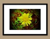 Yellow Dandelion 5X7 Fine Art Photography Print - Flower Flowers Garden Dandilion Dandylion Wall Art Home Decor Print