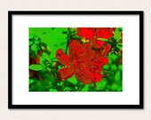 Green and Red Azalea 4X6 Fine Art Photography Print - Photograph Photo Image Flower Flowers Colorful Wall Art