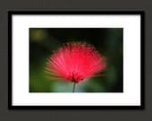 Calliandra Flower 5X7 Fine Art Photography Print - Macro Photograph Photo Image Flowers Coral Color Colorful Bright Nature Wall Art Decor