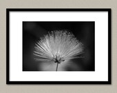 Calliandra Flower in B&W 5X7 Fine Art Photography Print - Black and White Flowers Tree Trees Nature Wall Art Wall Decor Print