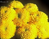 Fine Art Photography, Macro Photography, Nature Photography, Large Flower Photo, 8" X 12", Yellow Chrysanthemums, Rococo Decorative Art - RococoDecorativeArt