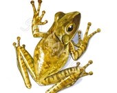 Limited edition tree frog print (PL01)