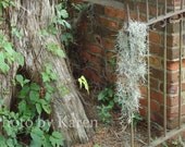 Lost Moss  8 x 10 Original Photograph