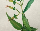 Green Plant, botanical drawing, original watercolor painting, 10x15 cm