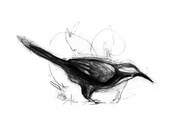 Australian Bird Print A5 Grey Crowned Babbler