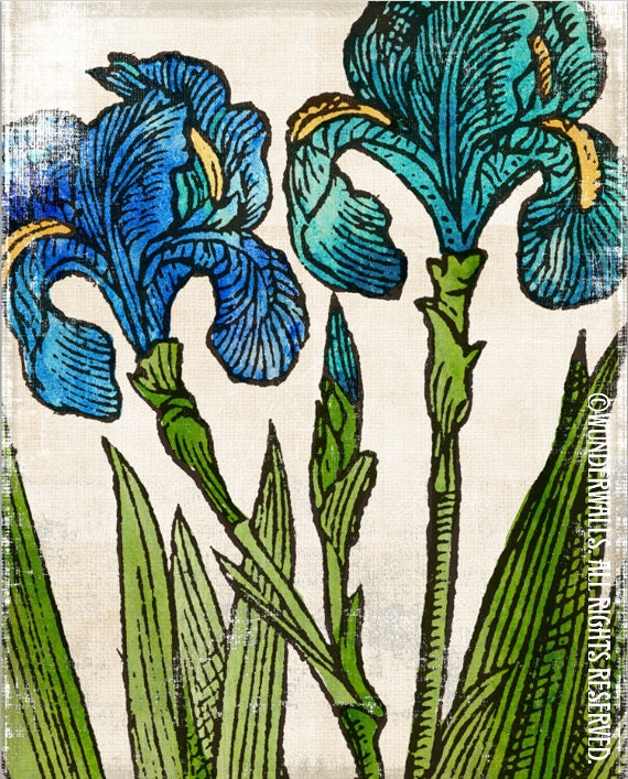 Iris Turquoise Green Blue Flowers on Watercolor Linen Botanical High-Quality, Archival 8" x 10" Print: Two Iris