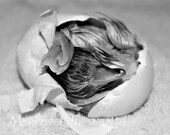 Hatching Bird, Duckling, Black and White, Egg, Baby Bird, Duck, Miracle, Fine Art, 5x7 Photo, 'The Hatchling'