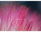 Mimosa Bloom Photo Mimosa Tree Pink Fuzzy Magical Blooms Nature Floral 10x8 Print,Fpoe