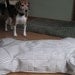 RESERVED FOR DEBBYSCALESNEUMAN Bone Shaped Dog Bed- Blue and White Ticking Pattern
