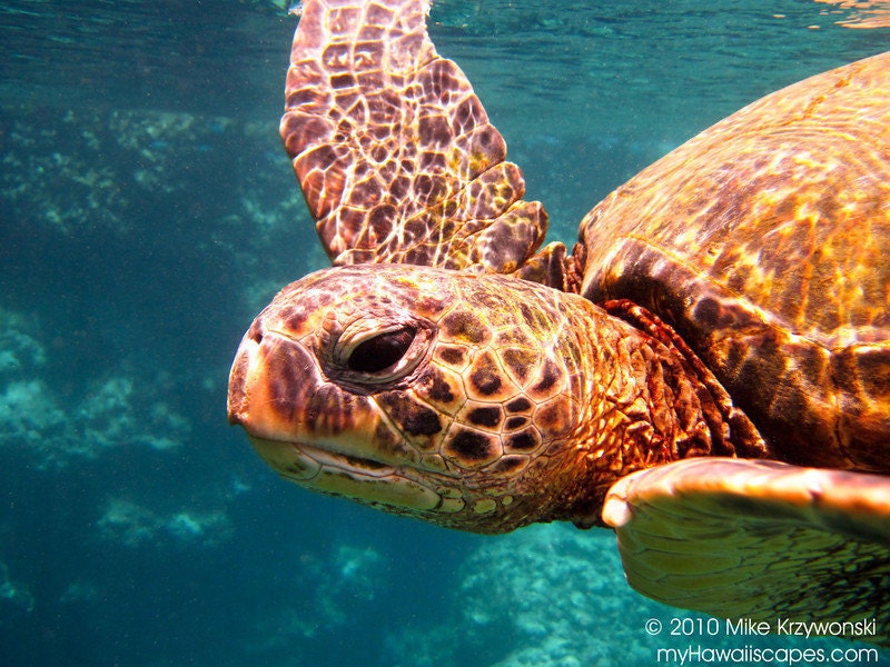 Friendly Hawaiian Green Sea Turtle at Shark's Cove on Oahu in Hawaii