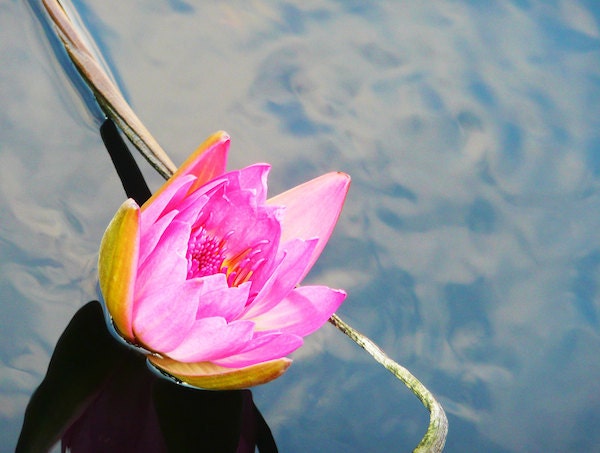 Pink Waterlily