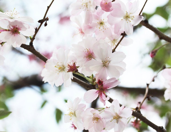Spring Blossoms