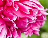 Pink Peony
