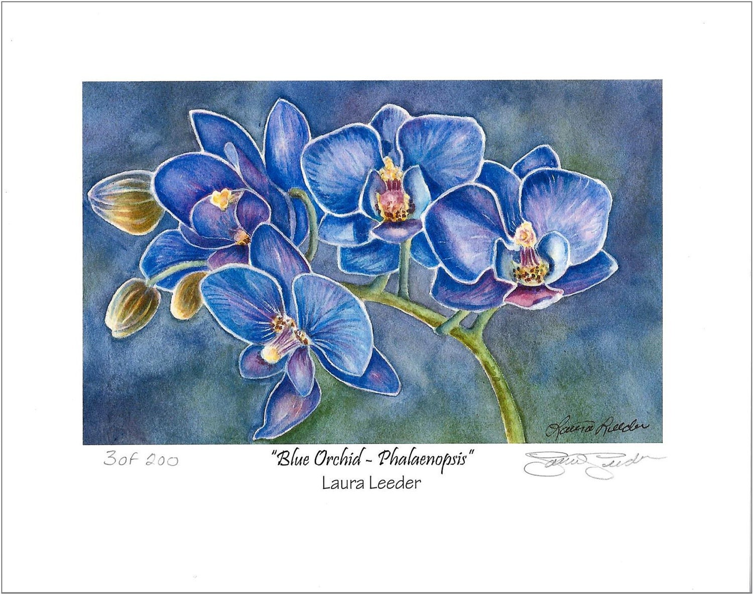Blue Orchid Flower Fine Art Print Size Apx 5x7