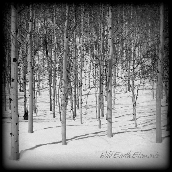 Aspens - Landscape Photo, nature photography, trees, forest, snow, winter, trunks