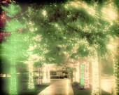 Romantic Nature print - 8x10 photograph - Christmas Light Canopy - fine art print - dreamy whimsical print - christmas tree lights - vintag