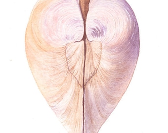Clam Heart, 5 x 7 Gicleé Print of Original Watercolor by Lore Ruttan