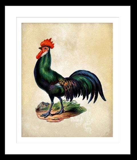 Rooster Chicken Vintage Art Print Full Color Plate 8x10 inch or A4 Poster Sign P122